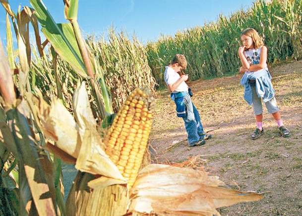 農產品漲價 玉米期貨近10年高