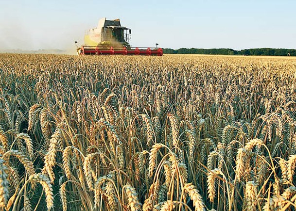 印度受天氣影響減產小麥，對全球供應造成嚴重打擊。