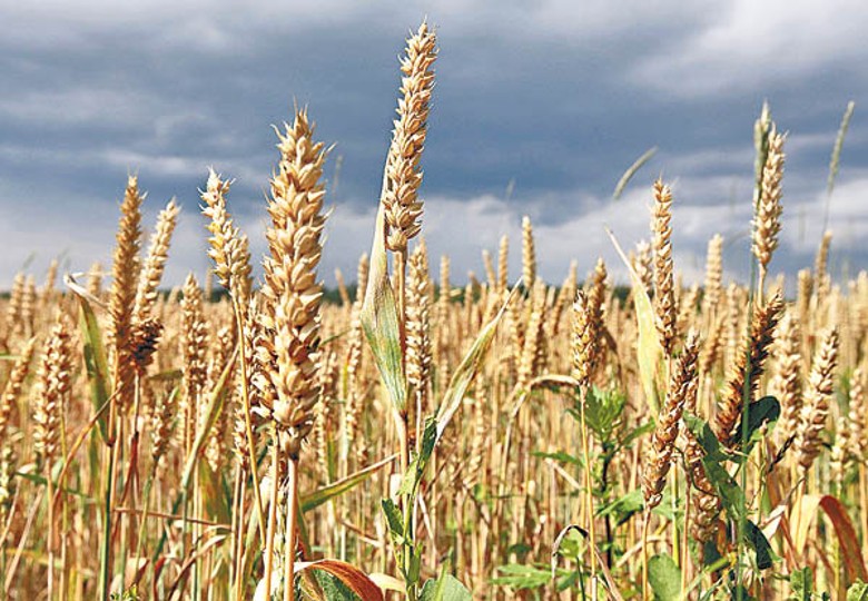 在供應短缺下，小麥價格持續飆升。