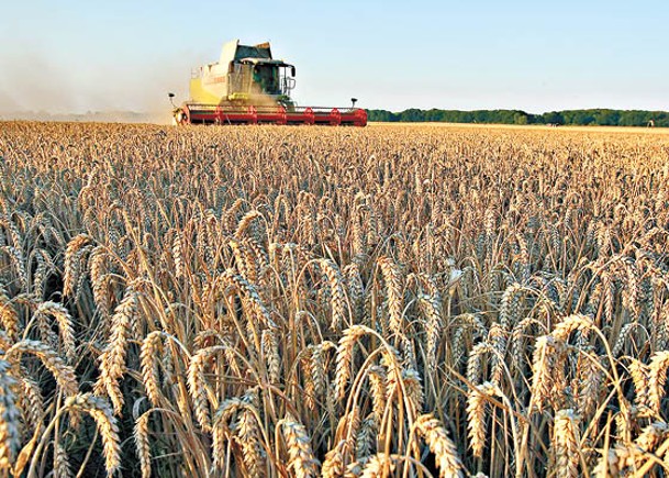 19個國家正禁止部分糧食出口，當中包括小麥。
