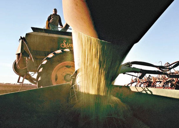 全球小麥產量恐挫四成