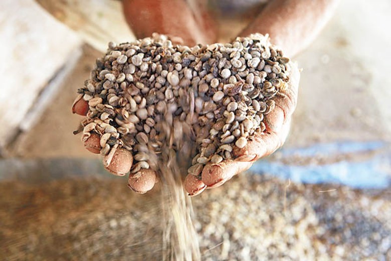 化肥價格高昂下，巴西農民被迫降低咖啡豆產量。