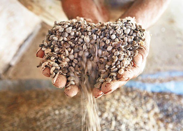 商品分析：咖啡豆產量減撐起價格