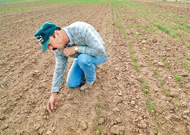 美國西部乾旱，打擊農作物收成。