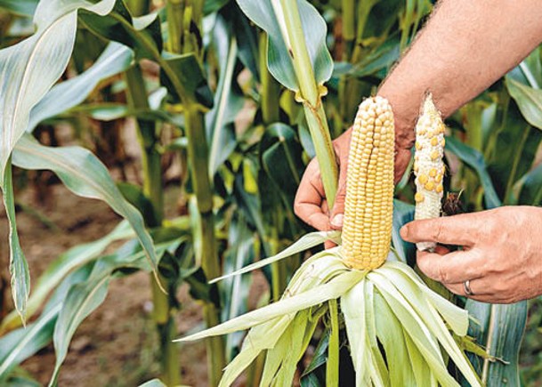 採購行動將威脅美國在內地的玉米進口佔有率。