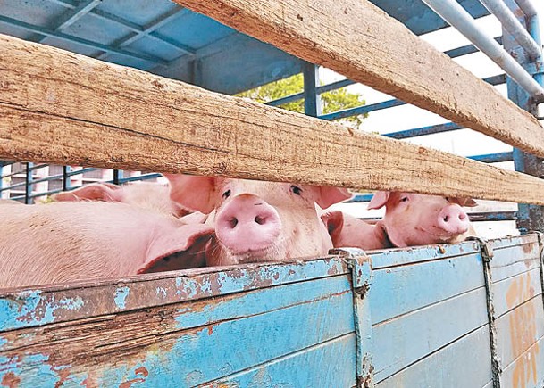 去年下半年活豬價格上升，帶動廣南相關業務。