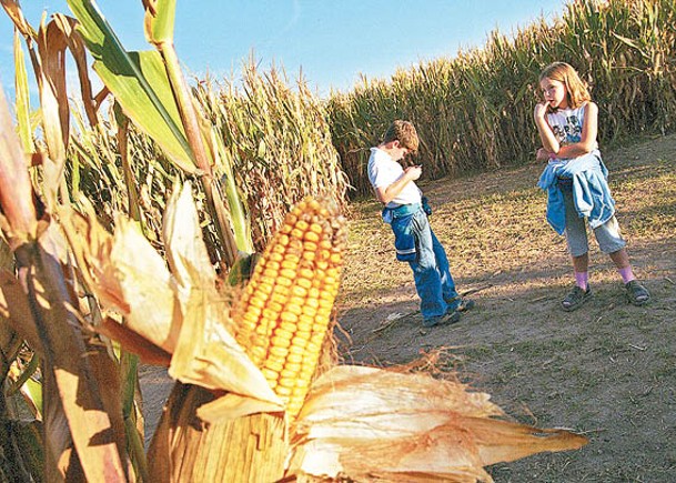 商品分析：美受乾旱天氣威脅 玉米價呈強