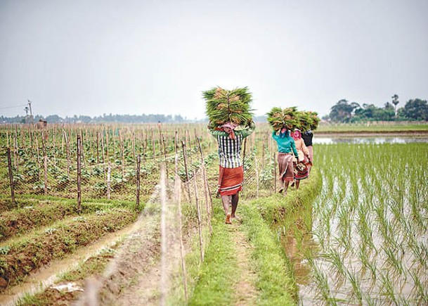 印度限制稻米出口 窮國首當其衝