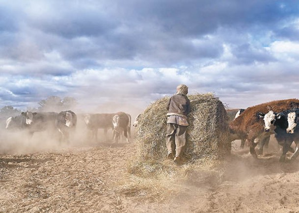 高溫導致的旱災將推高用於動物飼料的穀物價格，並刺激肉類價格上揚。