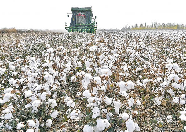 國際棉花價格正面臨上漲壓力。