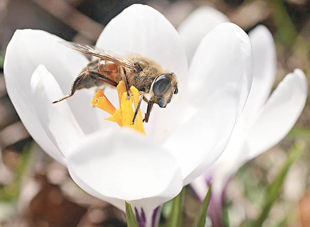受全球氣候變化影響，令蜜蜂數目減少。