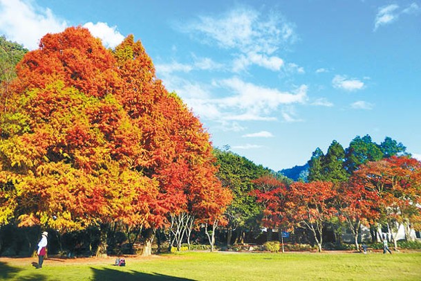 位於綠野山莊前的三棵落羽松入秋時會逐漸轉為火紅，加上周邊的大片草原，很有異國風情。