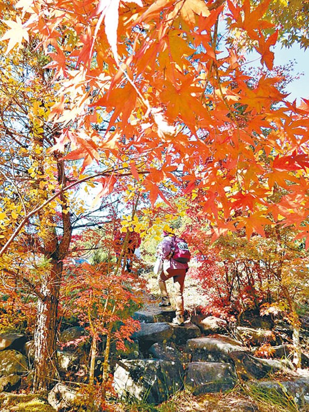 雖然繞湖一周的「紅葉湖夢Walking」今年停辦，但訪客還是可以自己漫步一番。