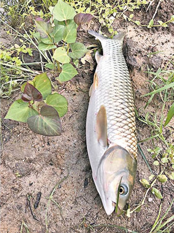 脆肉鯇產量方面，最高可達15,000斤，最大1條重約6斤。