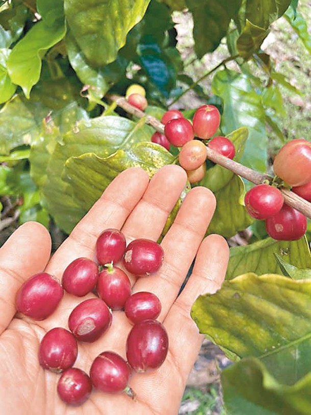 荔枝窩日照少，早晚溫差大，適合種咖啡樹。