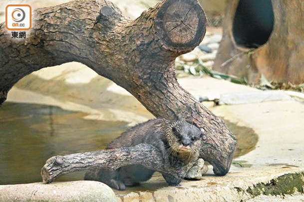 公園近日迎來新住客——水獺，活潑可愛的模樣萌死人。