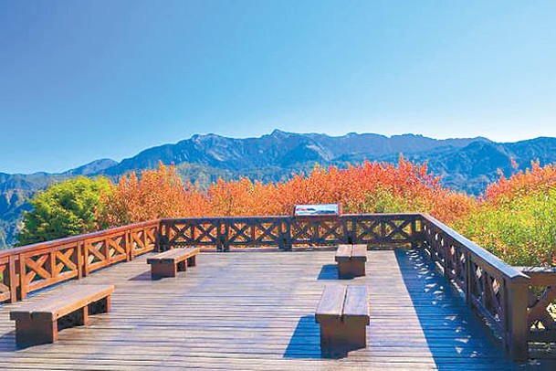 被紅葉包圍的小笠原觀景平台可看到360度山景，景致美不勝收。