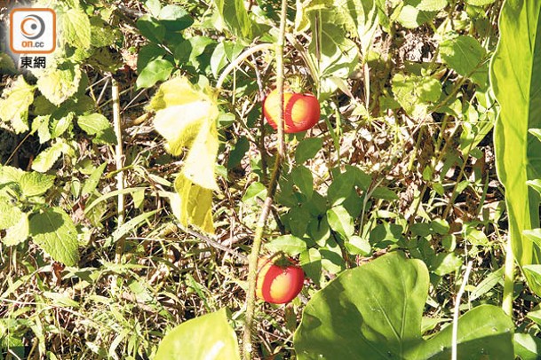 癲茄屬野生茄科植物，果實有毒，絕對不可食用。