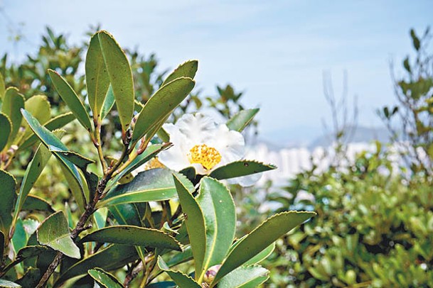 大頭茶開滿黃蕊白瓣的大花，能在惡劣環境中生長，耐旱能力和繁殖率高。