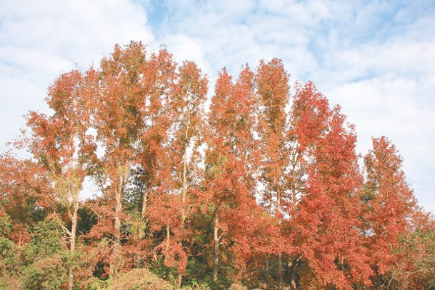 烏蛟騰九擔租楓香林的楓香樹全部都有幾十米高，感覺頗為震撼。