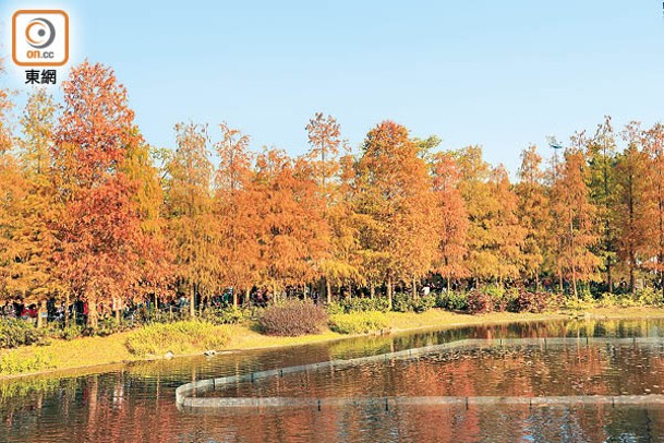 青衣公園的人工湖旁種植了十數棵落羽松和水杉，配合湖水的倒映，驟眼看還以為置身外國。
