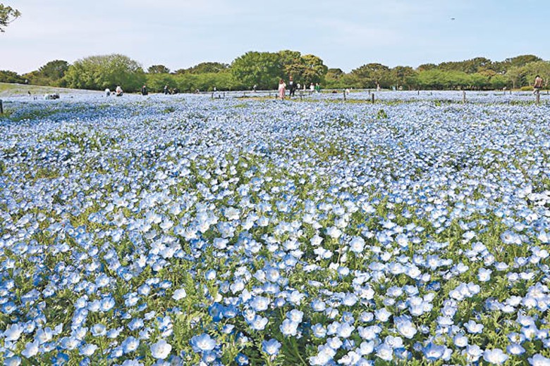 海之中道海濱公園以每年4至5月盛開的夢幻粉蝶花馳名。