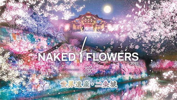 「NAKED FLOWERS 2022 -櫻- 世界遺產•二条城」焦點有全長約140米的櫻花投影。