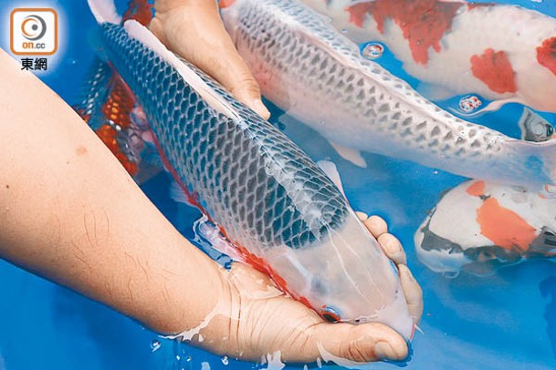 背部要夠挺身，魚鱗要閃閃發光，通常只有母魚的體形易生長至飽滿，公魚較修長，比較少用來比賽。