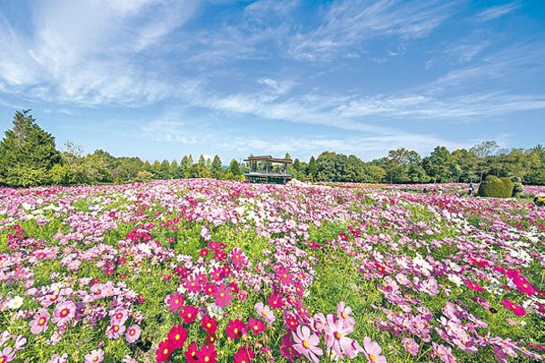 春季時公園的花朵繽紛奪目，可在面積1.5公頃的「花卉廣場」欣賞。