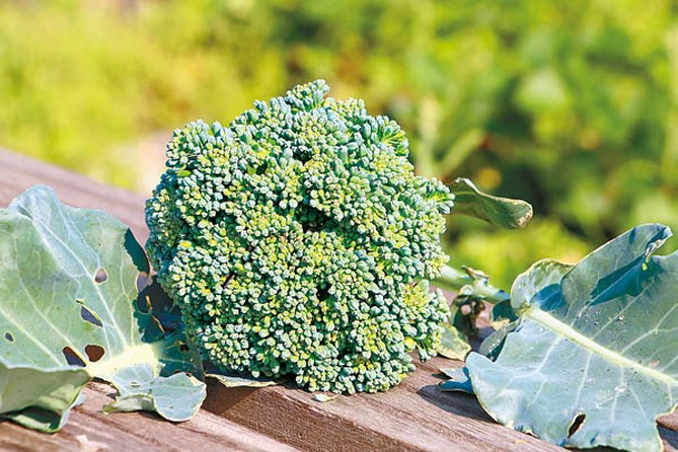 深綠色蔬菜有多種維他命和礦物質，能維持免疫系統運作。