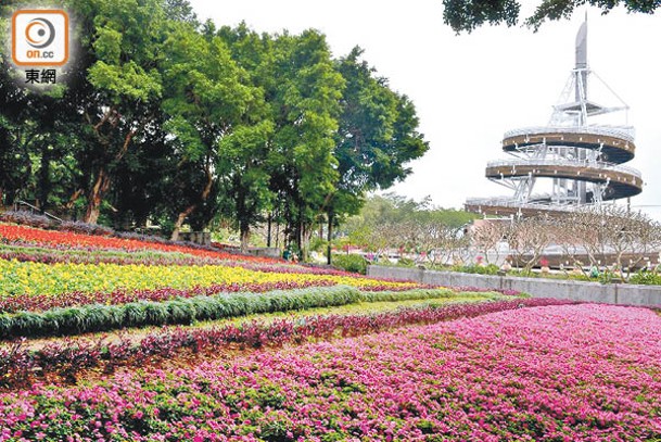 大埔海濱公園是新界區賞花好去處，每個角落均種滿不同花卉。