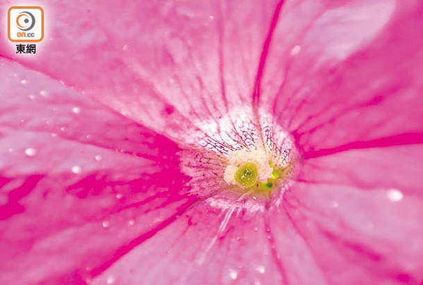 微距見細節<br>花朵有花絲、花蕊、花柱等不同結構，借助微距鏡頭可近距離拍攝，將肉眼難以觀察的細節記錄下來，呈現與別不同的微世界。