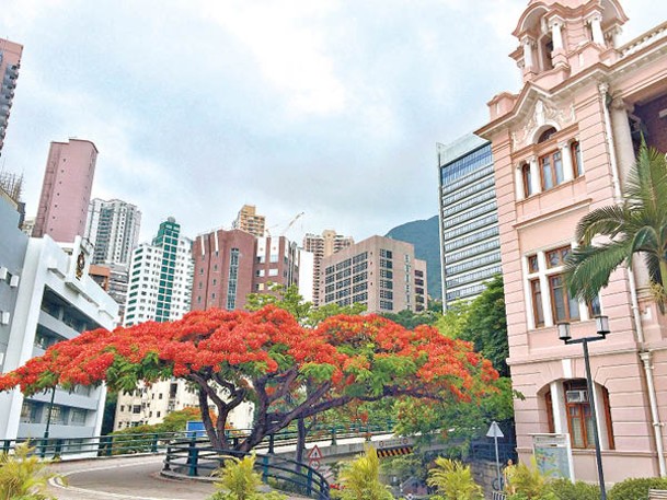 香港公園內也有一棵巨大鳳凰木，開花時景色一絕。