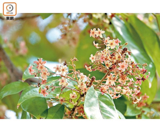本地原生樹種假蘋婆的花萼呈紅色，最吸引昆蟲停留採蜜。