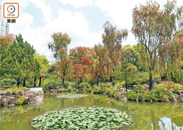 沙田公園北園湖邊，種植大量應季的串錢柳和紅千層。