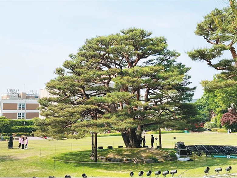 綠地園是歷代總統紀念樹種植的地方，其中最有名的是約有310年歷史的松樹。