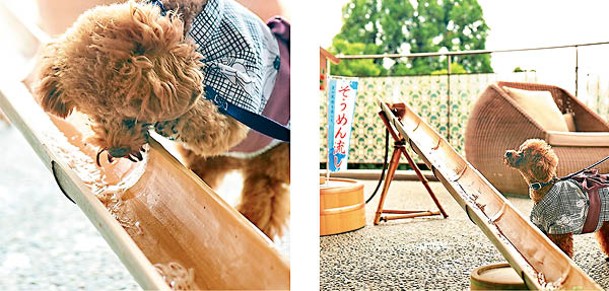 狗狗可換上浴衣享用的「愛犬流水素麵」嚴選兵庫縣高級素麵「揖保乃糸」，並配以縣產雞胸肉、蔬菜及水果等，用料相當講究。