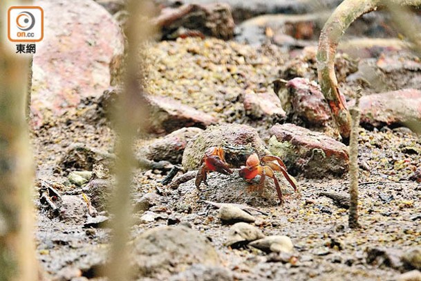 雙齒擬相手蟹是汀角紅樹林的常客之一，另外據悉還會出現溝紋筍光螺和身長僅1厘米的汀角攀樹蟹。
