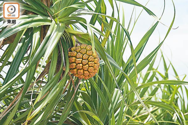 有「假菠蘿」之稱的露兜樹是常見的海岸植物，其果實外形與菠蘿非常相似。