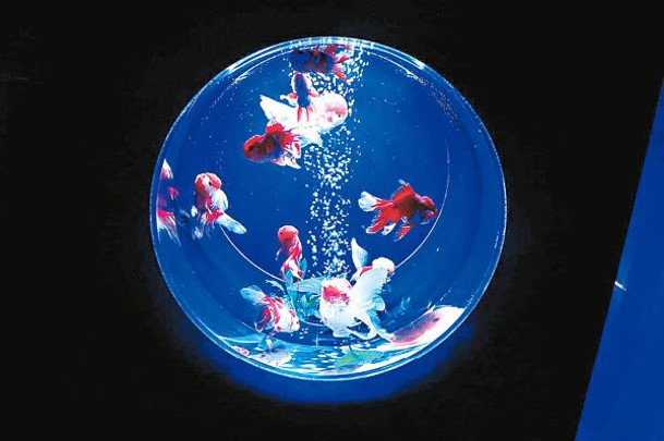 於「飛耳長目」區有Art Aquarium必備的「金魚蒐集」，透過圓形魚缸欣賞金魚美態，今次更添加了不同的燈光效果呢。