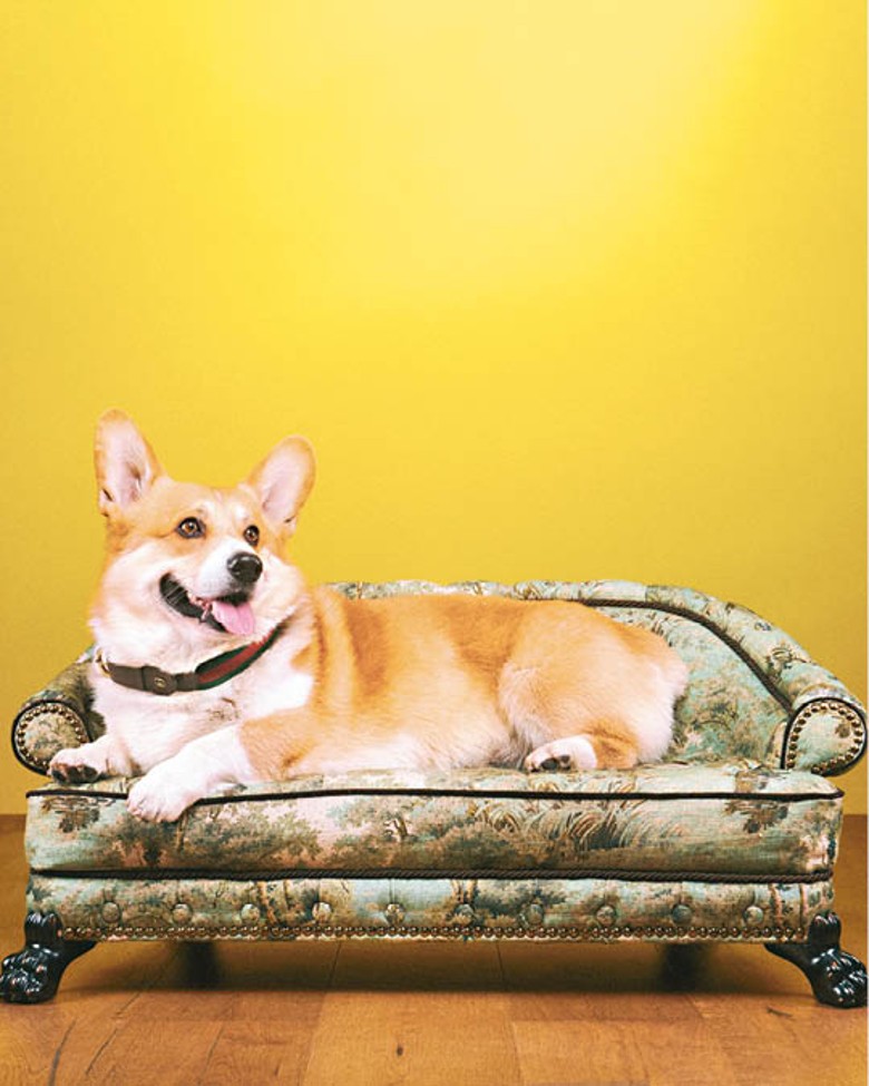 Made-to-Order迷你躺椅為寵物度身訂造，舒適度滿分。