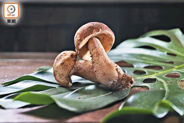 牛肝菌<br>特點是菇傘盛開，香氣濃郁，適合配濃味食材，但必須煮至熟透，以防中毒。