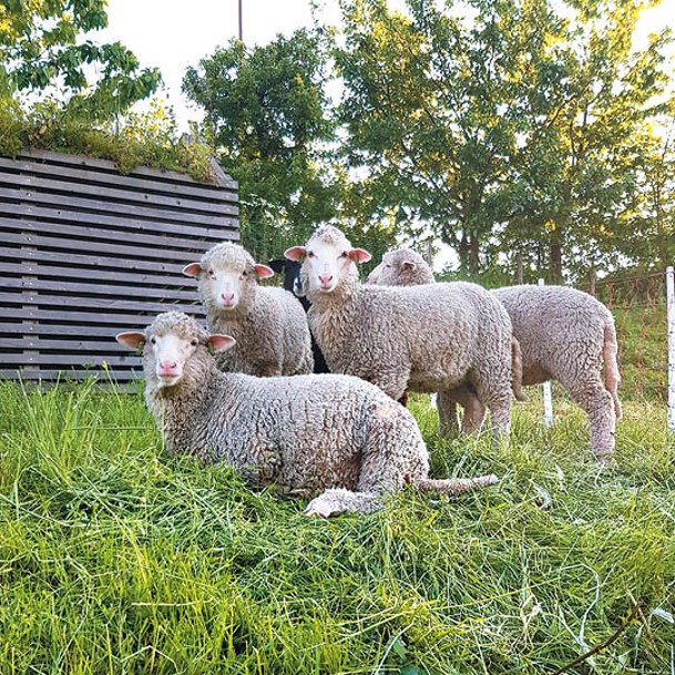 5至10月公園借來荷蘭美利奴羊群來整理草地，並組織羊的相關活動。