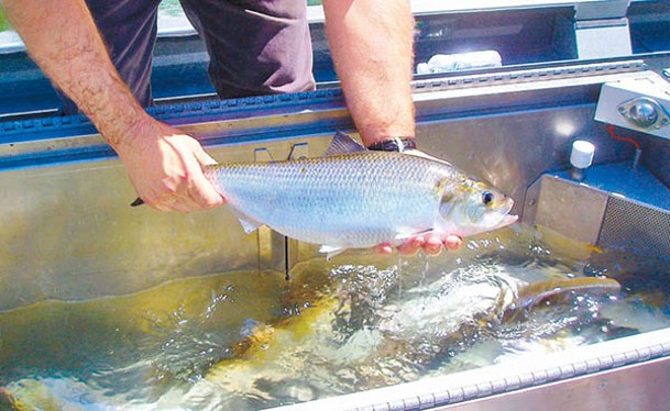 長江鰣魚