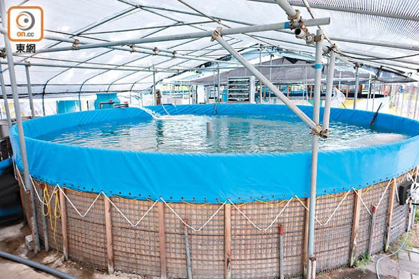 特製的仿生魚池，加入了水流變化，讓忘不了魚保留了在原產地的游動習慣。