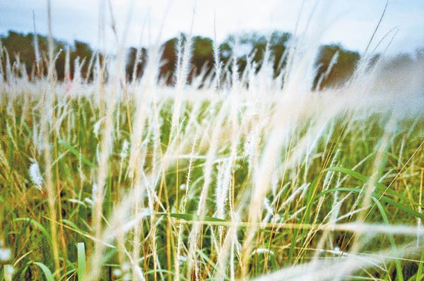 有別於芒草的金黃色澤，白茅草原白茫茫一片，浪漫如仙境。
