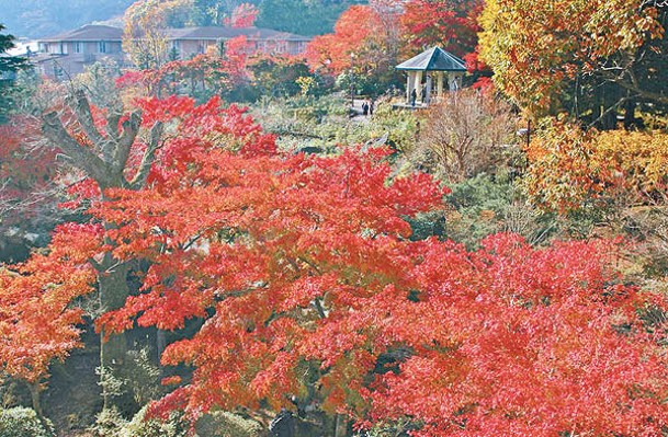 於1914年開園的箱根強羅公園是日本首個法式庭園，紅葉多不勝數。