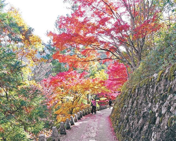 於10月起吉野山一帶的樹葉便開始變橙紅。