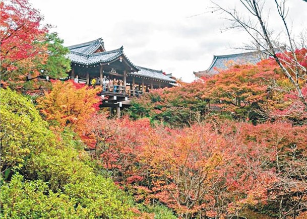 被喻為京都首屈一指賞楓熱點的東福寺，訪客都愛在通天橋上俯瞰洗玉澗溪谷兩旁的紅葉。