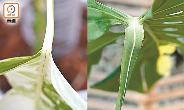 2.睇葉柄：Borsigiana（左）葉柄位置較光滑，而Deliciosa（右）卻是彎曲。